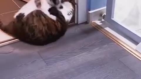 Pawsitively Hilarious: Cat vs. Vacuum Showdown!