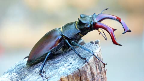 Stag beetles.