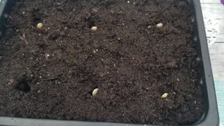 How to grow Courgette Ronde De Nice from seed.