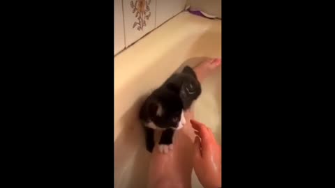 Baby cute cat and fuuny cats video # justcool