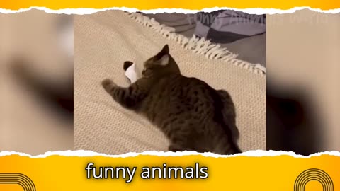 funny animal clips 3 #viral