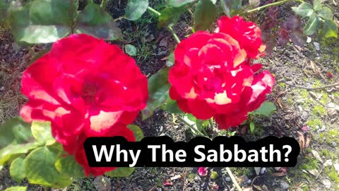 Bible Reading | Bible Study Why The Sabbath