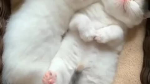 Sleeping Babies/Watch these cute cat sleep