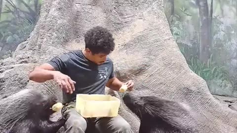 Feeding some very large porcupine ||foryouvedio