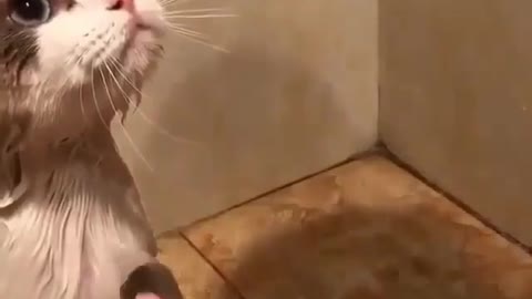 Have you ever seen a cat taking a bath? well here is one