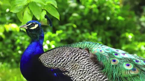 🦚 💗 🍀 Peacock 🍀 💗 🦚 मोर طاووس 🦚 one of the most beautiful birds by ani male