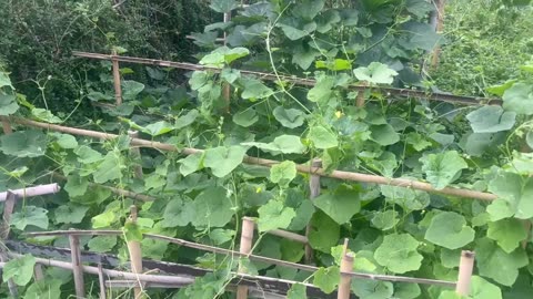 Thailand Veggies