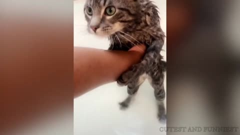 Cat Saying Noo !!! Funny Cat