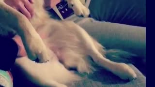 Puppy dances Irish jig