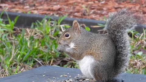 "Watch This Adorable Squirrel Enjoying a Feast: Squirrel Eating Habits Revealed!"