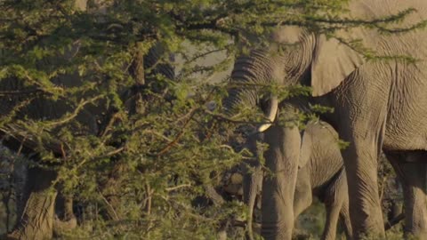 Animals of Asia 4K - Scenic Wildlife Film With Calming #2