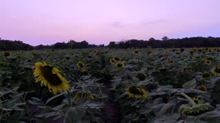 Sunset over the Sunflowers