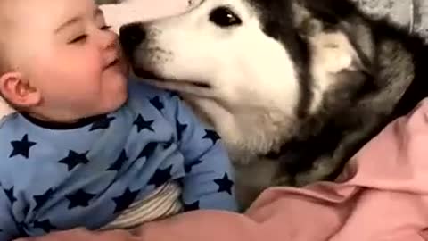 My Husky Promised from Day 1 she would always Protect my Baby! [CUTEST VIDEO EVER