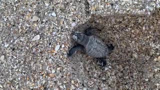 Baby Turtle on a Mission to Catch a Wave