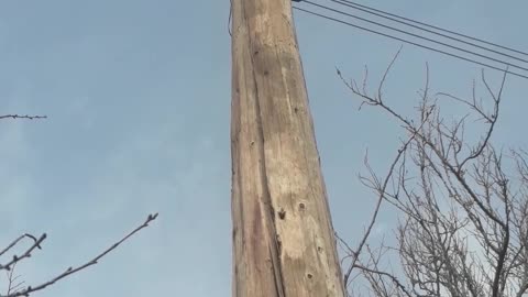 Telegraph pole from President Kennedy's time