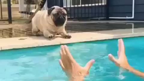 Pug in Swimming pool***Wat a Jump ***pug Atrocitie