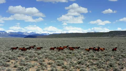 Wild Horses Running Through Mountains, Slow Motion