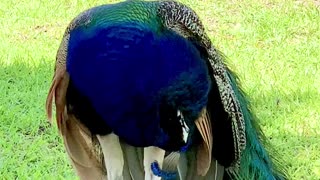 Stunning Male Peacock Looking Majestic