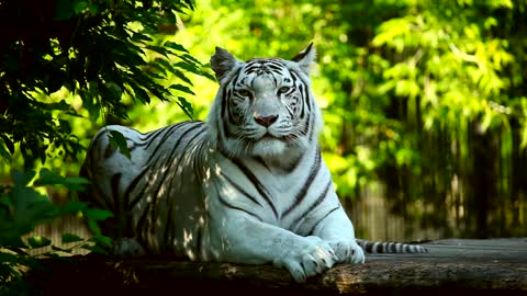 White tiger resting in the woods.