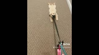 Retriever puppy refuses to go for walk, has to be dragged by the leash