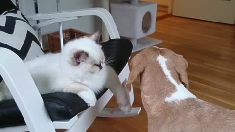Cat Pushes dog's Face Away When Being Licked