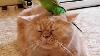 Кот и птица, милые животные #99