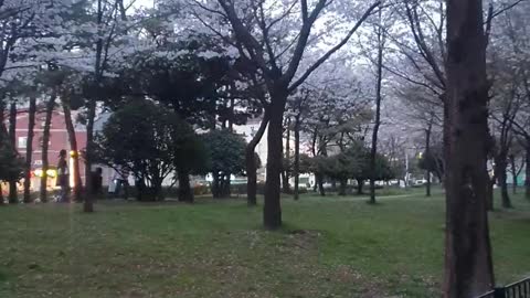 Peace of cherry blossom trees