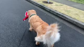 Golden Retriever walks with her duck every single day