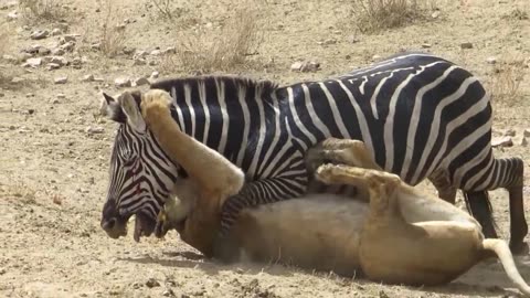 Amazing__Lion_vs_Zebra_with_unexpected_escape