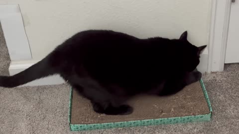 Adopting a Cat from a Shelter Vlog - Cute Precious Piper Shows How to Use a Tuffet