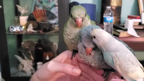 Baby quakers and baby budgie