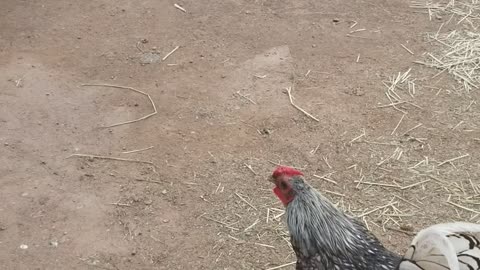 Rooster being a cock