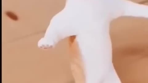 Cute Cat Dance video