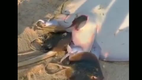 These Stingrays Are Having BABIES Rumble video 2023