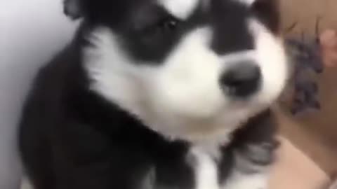 Baby Husky Howling