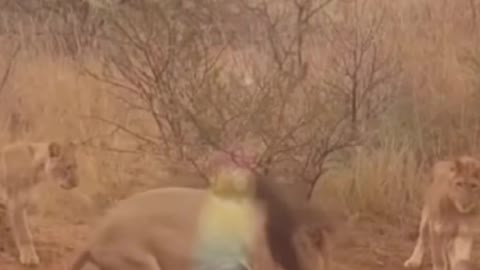 Amazing Animals Video