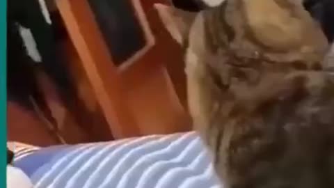 Cats and dogs fighting very funny