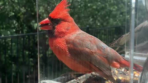 Variety of birds at Texas feeder