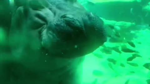 Hippopotamus, one of the world's most dangerous animals.