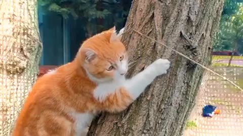 Funny cat #rumble #short #viral