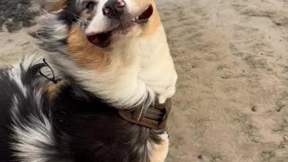 Windy Beach Day With The Dog