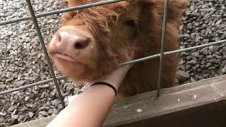 Hamish enjoys neck scratches!