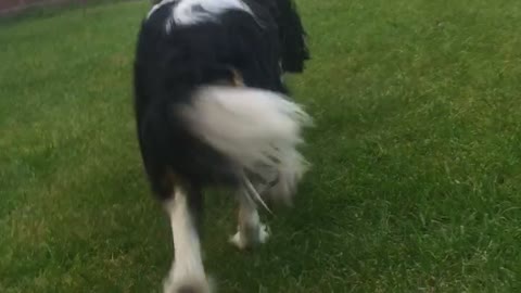 Cute Puppy Runs into Door