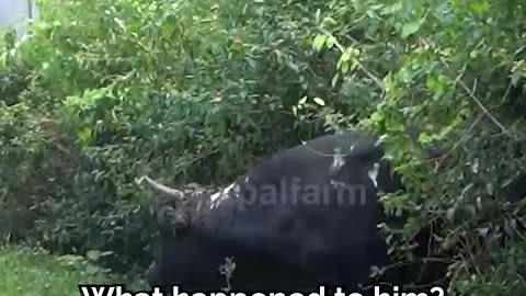 People tried to burn this bull alive