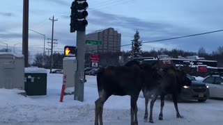 Moose Moseying Down the Median