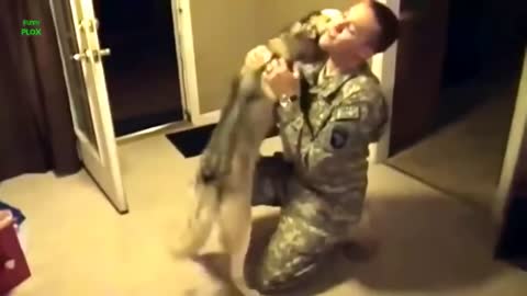 Dogs Welcoming Soldiers Home Compilation 2014 [HD]