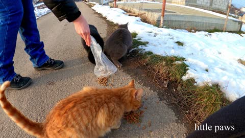 Feeding our furry friends in this cold winter. LP20