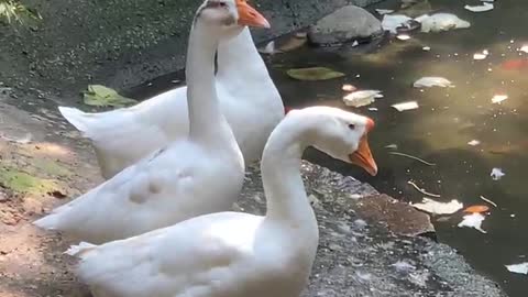 Duck or swan