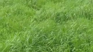 Small doggy becomes invisible walking through tall grass