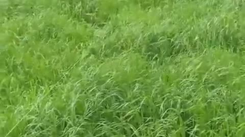 Small doggy becomes invisible walking through tall grass